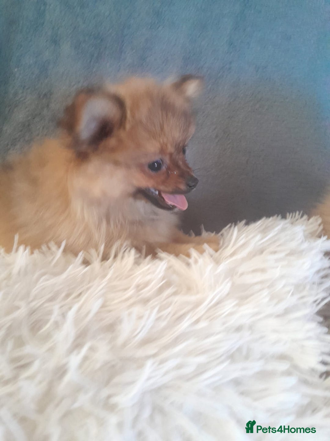 Pomeranian dogs for sale: Pomeranian puppies - Image 8
