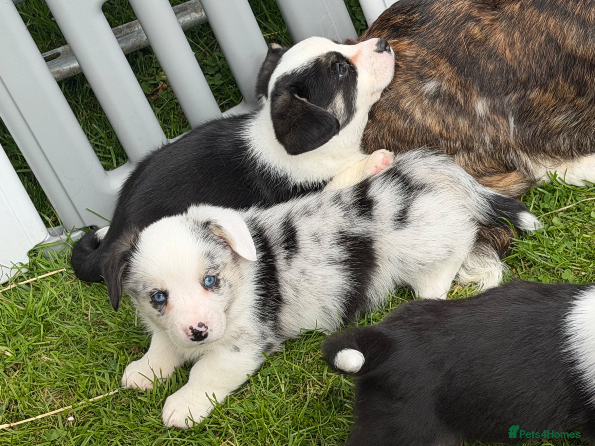Welsh Corgi Cardigan dogs Ready now Stunning litter of Welsh cardigan corgis - Advert 1
