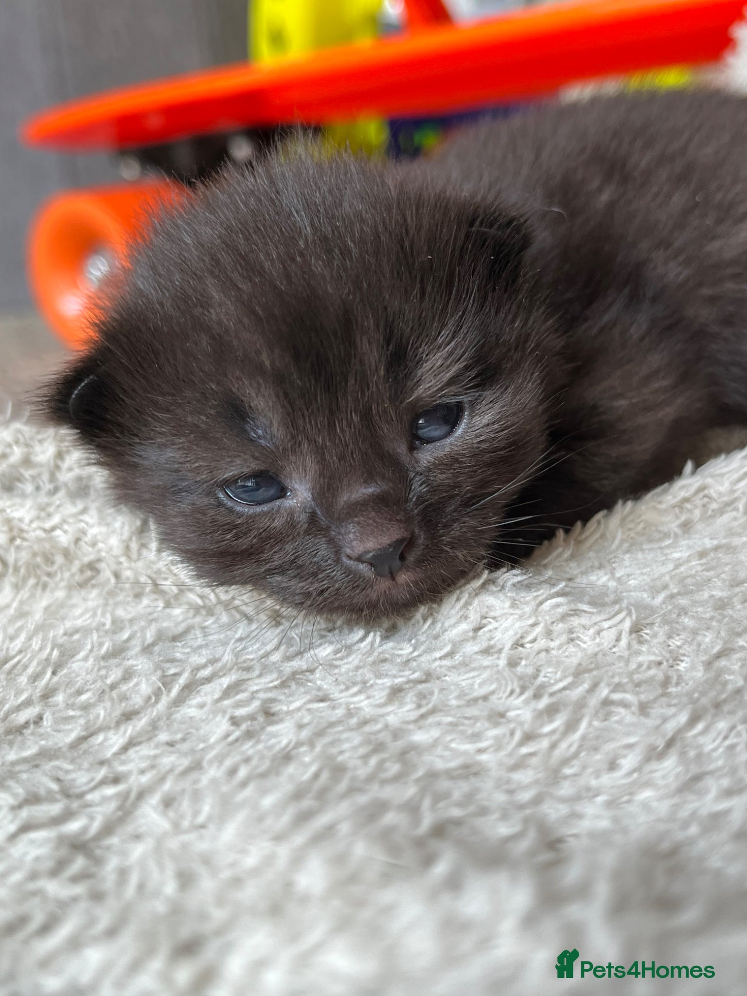Mixed Breed cats for sale: Mainecoon Mixed Breed Kittens  - Advert 2