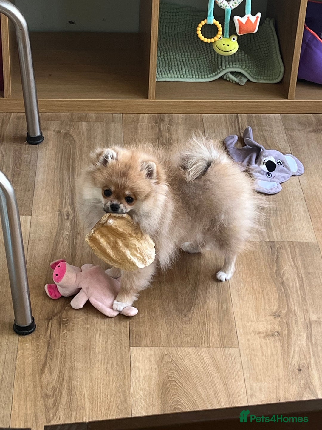Pomeranian dogs for sale: Small size Pom girl for sale  - Image 1