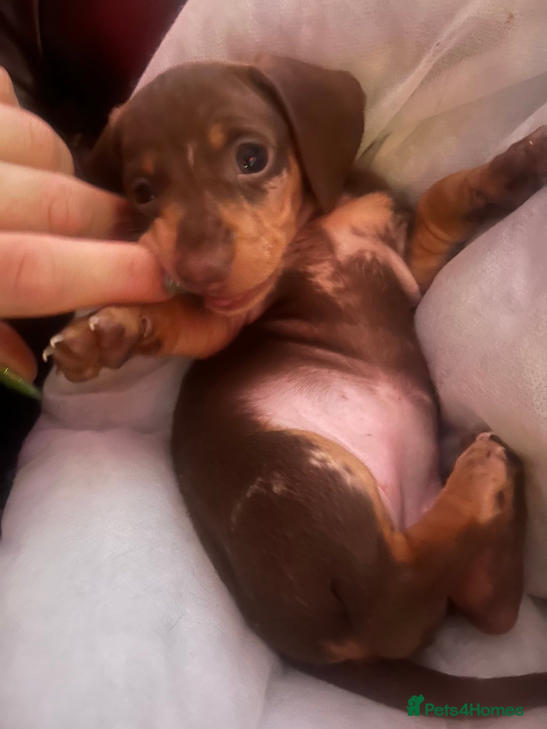 Miniature Dachshund dogs for sale: RARE KC 2 Isabella+tan boys, 1 chocolate and tan  - Advert 4
