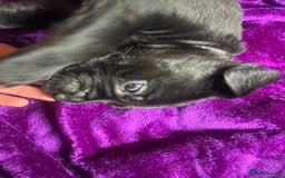 Mixed Breed dogs for sale: Cane Corso × Rottweiler/Bordeaux Puppies All Girls - Image 3
