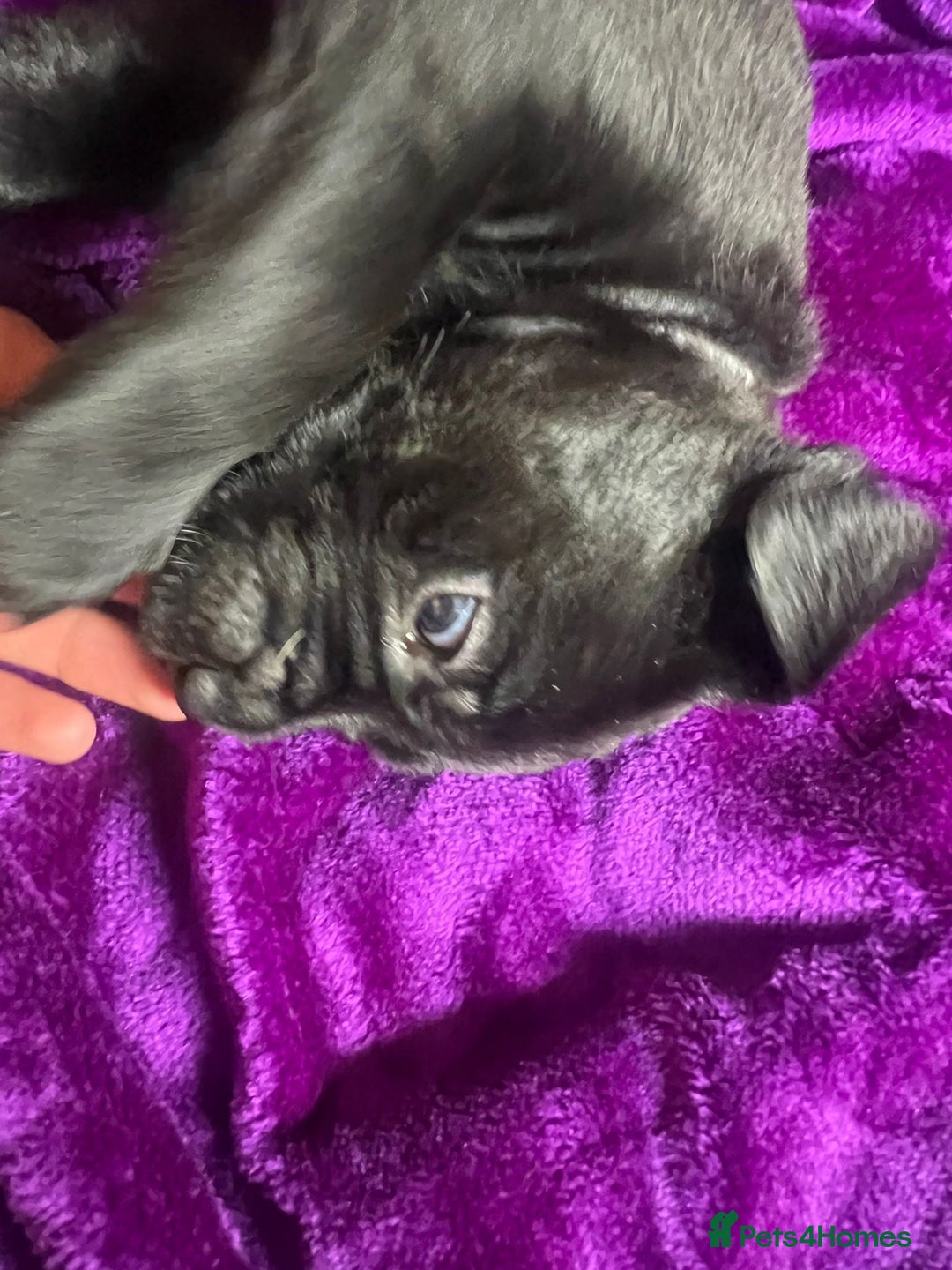 Mixed Breed dogs for sale: Cane Corso × Rottweiler/Bordeaux Puppies All Girls - Image 3