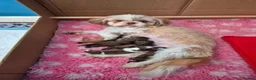 Shih Tzu dogs for sale: Imperial Shih tzus in Shaftesbury - Advert 2
