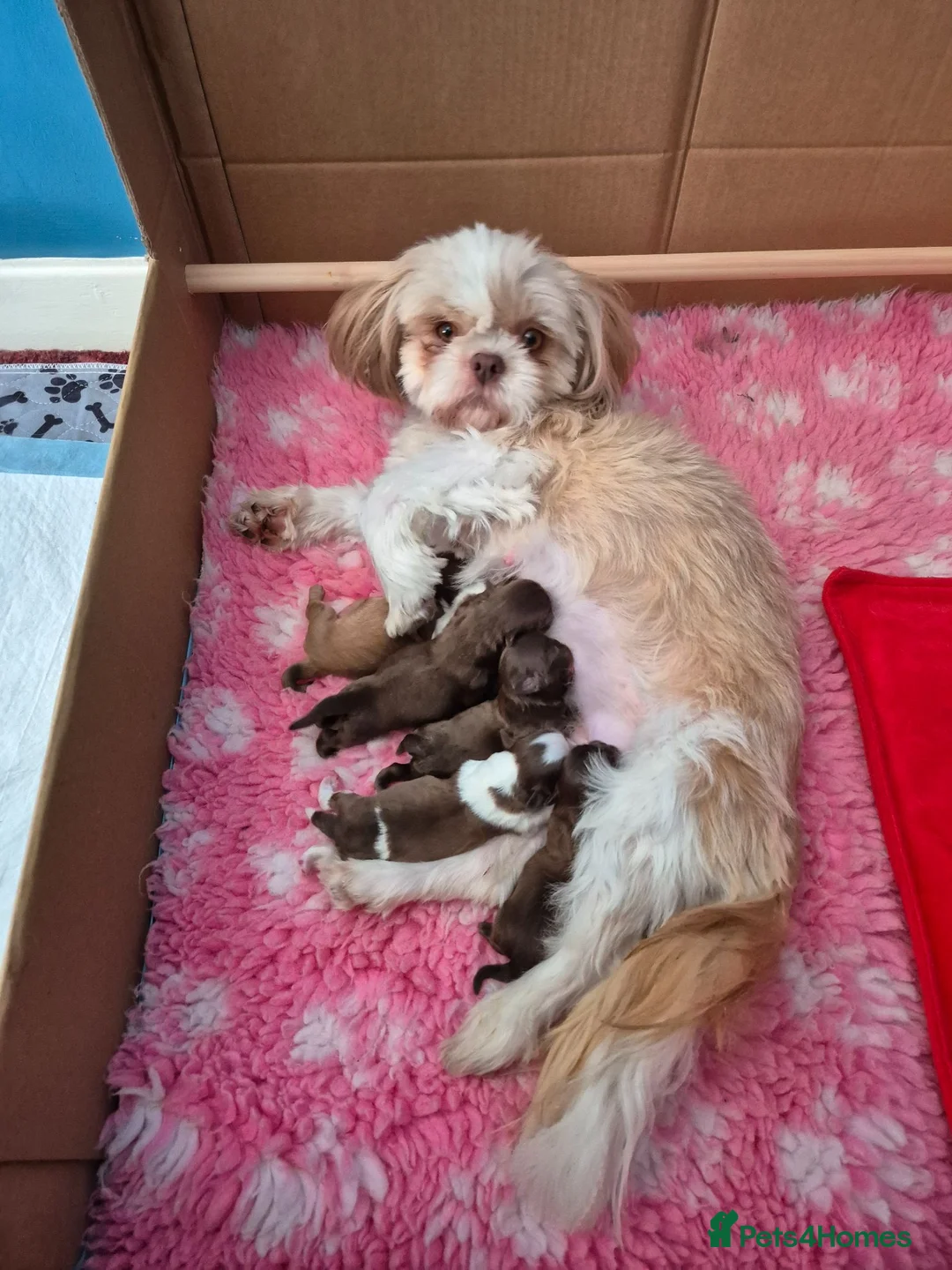 Shih Tzu dogs for sale: Imperial Shih tzus in Shaftesbury - Advert 2