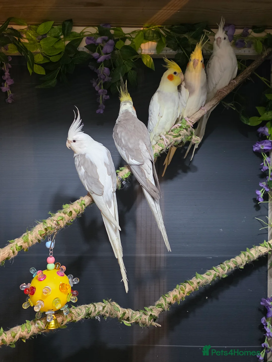 Cockatiels birds for sale: Cockatiels  - Advert 1