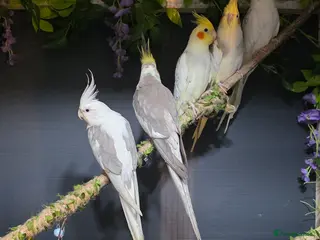 Cockatiels birds Cockatiels - Advert 1