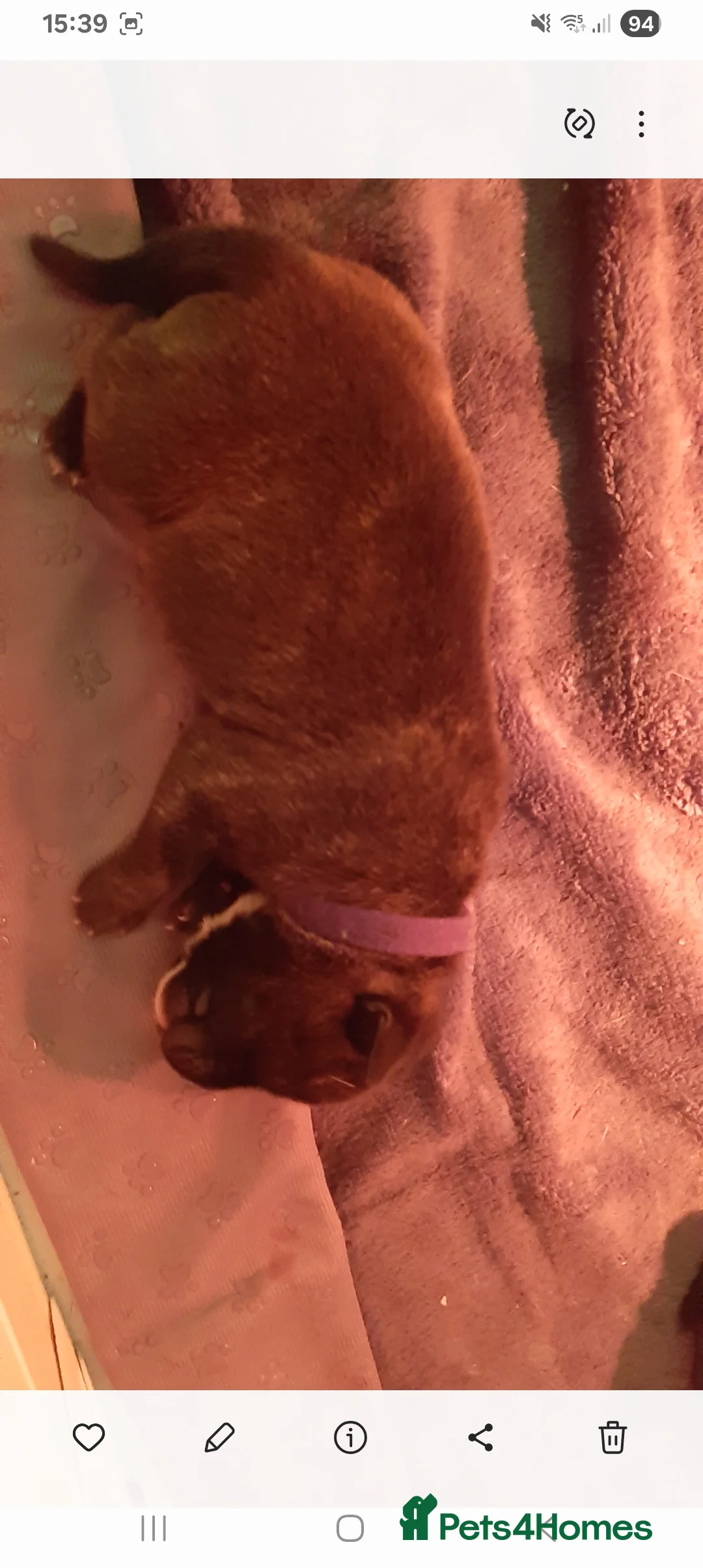 Staffordshire Bull Terrier dogs for sale:  Brindle Staff x blue staff - Advert 1