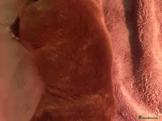 Staffordshire Bull Terrier dogs Brindle Staff x blue staff - Advert 3