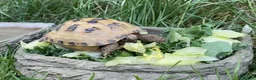 Tortoise reptiles for sale: Beautiful horsefield tortoise  - Advert 2