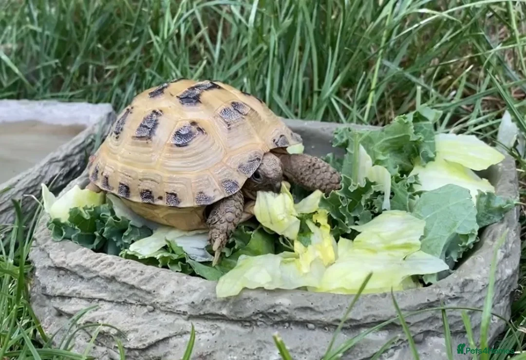 Tortoise reptiles for sale: Beautiful horsefield tortoise  - Advert 2