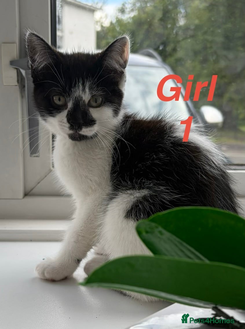 Mixed Breed cats Beautiful playful kittens looking for loving homes - Advert 17