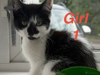 Mixed Breed cats Beautiful playful kittens looking for loving homes - Advert 5