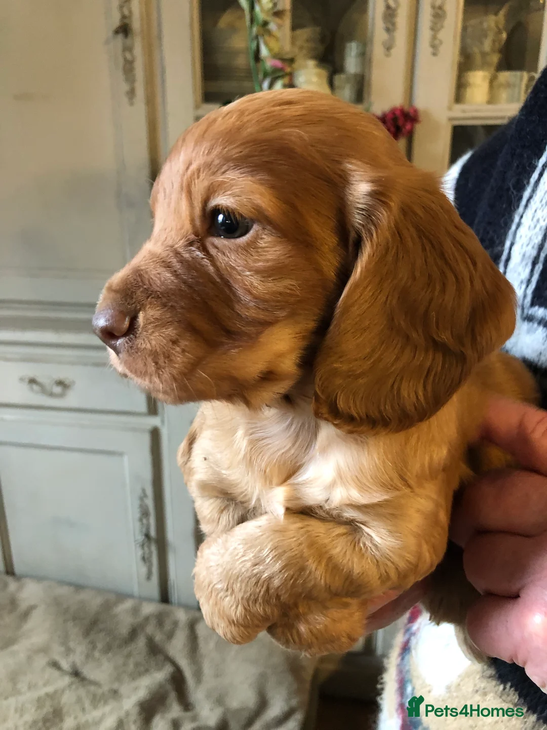 Cocker Spaniel dogs for sale: FTCH sire Cockerspaniel dog puppies - Advert 2
