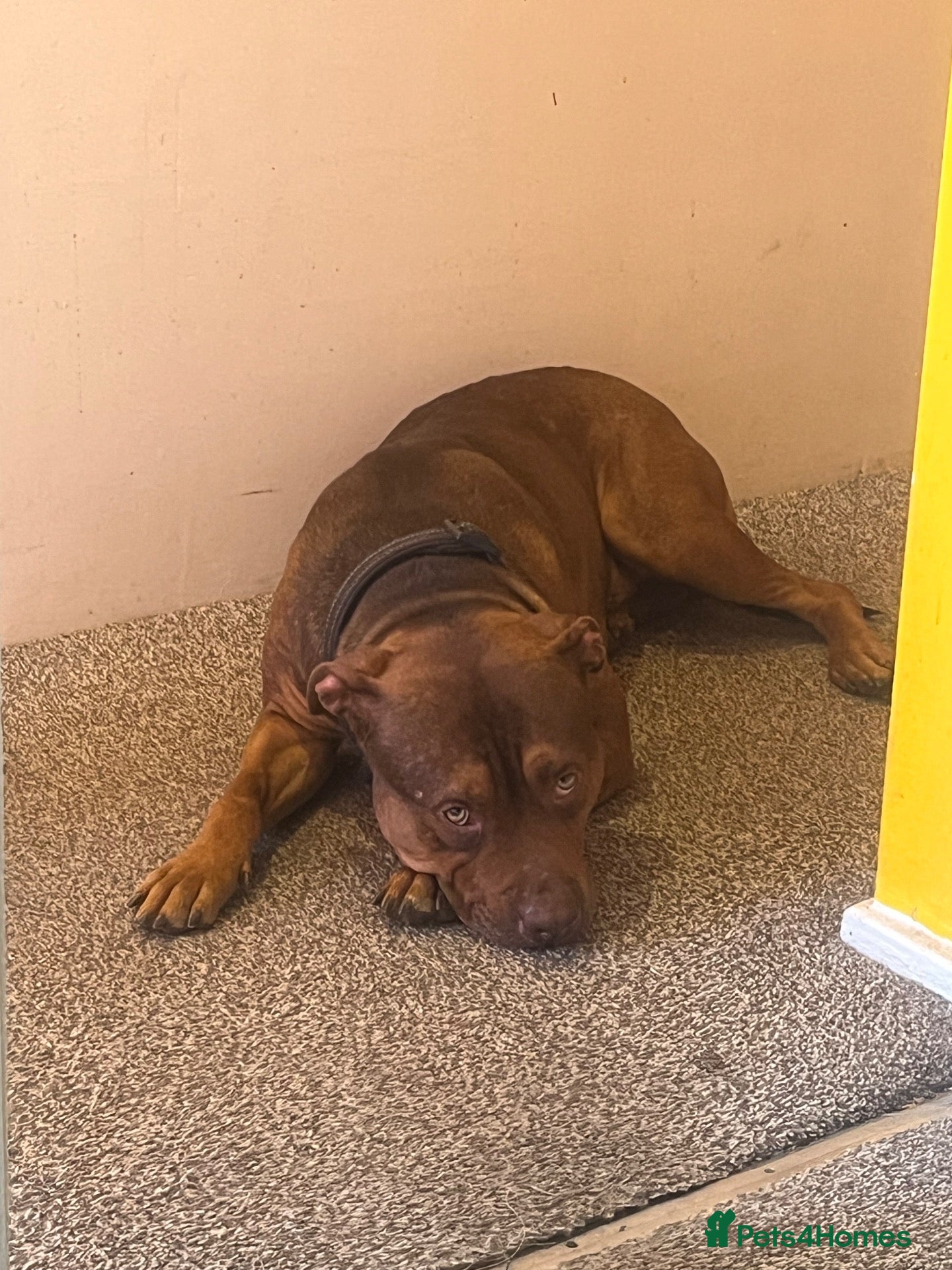 Mixed Breed dogs Beautiful Rhodesian Ridgeback and Mastiff  - Advert 14