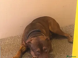 Mixed Breed dogs Beautiful Rhodesian Ridgeback and Mastiff - Advert 6