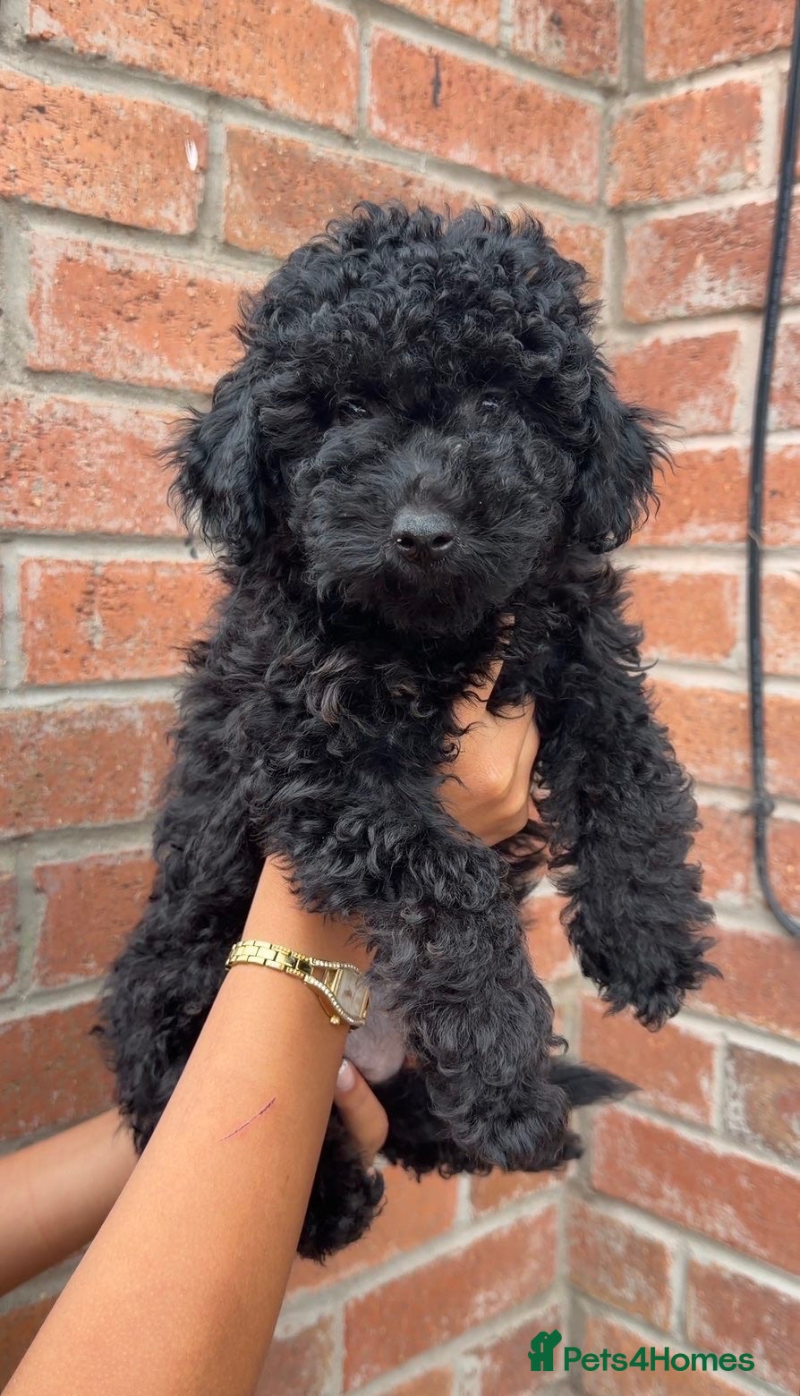 Poochon dogs Tiny Poochons for sale  - Advert 17