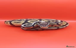 Python Snake reptiles for sale: Male Pastel spotnose 66%g stripe 66% clown  - Image 2