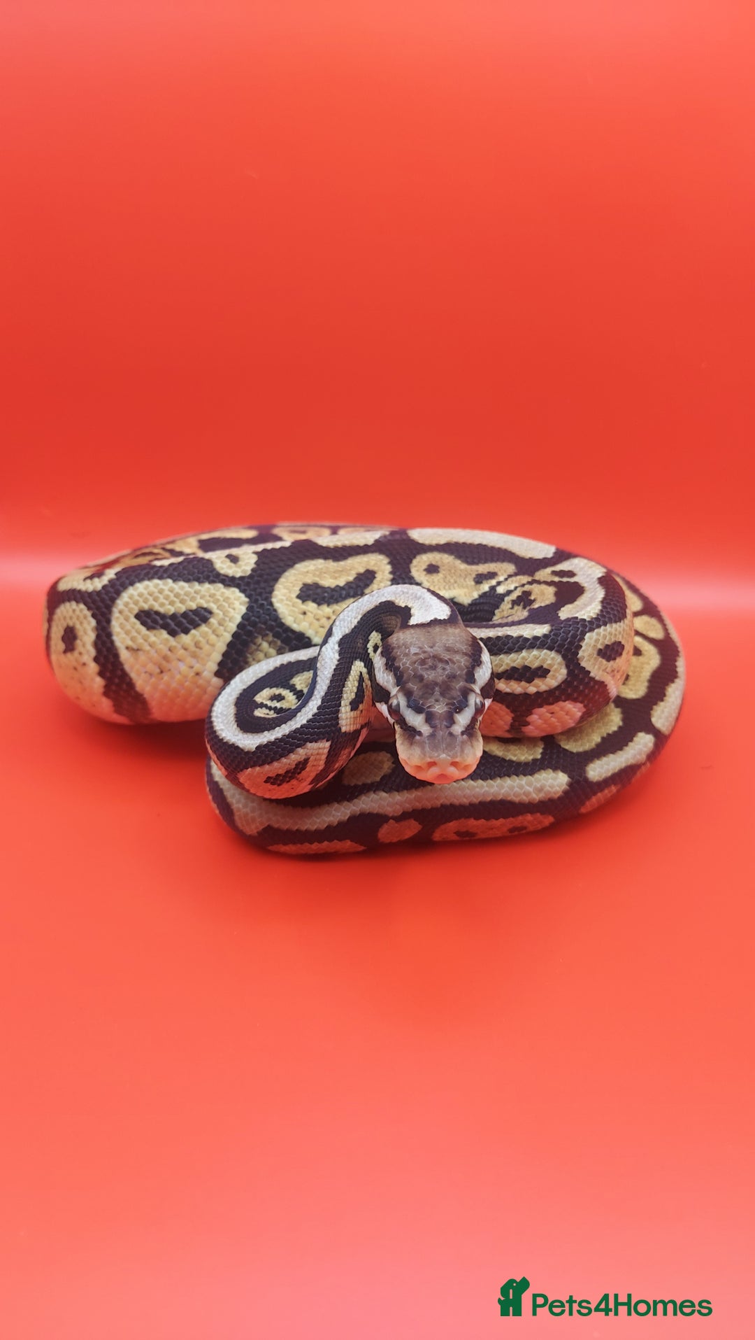 Python Snake reptiles for sale: Male Pastel spotnose 66%g stripe 66% clown  - Image 2