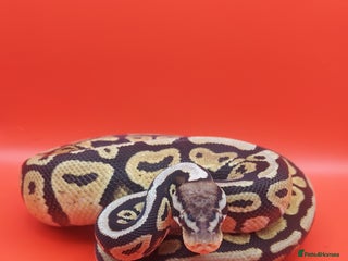 Python Snake reptiles - Advert 8