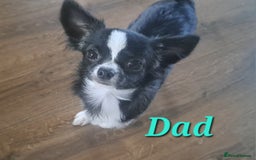 Chihuahua dogs for sale: Long Coat Chihuahua puppies - Image 30