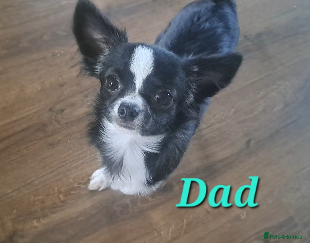 Chihuahua dogs for sale: Long Coat Chihuahua puppies - Image 30