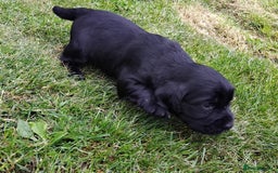 Cocker Spaniel dogs for sale: KC registered working cocker spaniel puppies. - Image 14