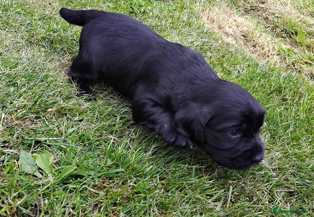 Cocker Spaniel dogs for sale: KC registered working cocker spaniel puppies. - Image 14