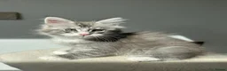 Maine Coon cats for sale: Only 1BOY remaining Maine Coon Kittens  - Advert 4