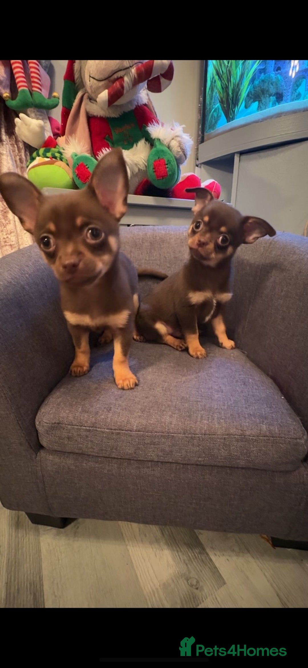 Chihuahua dogs for sale: Chihuahua Puppies  - Advert 7
