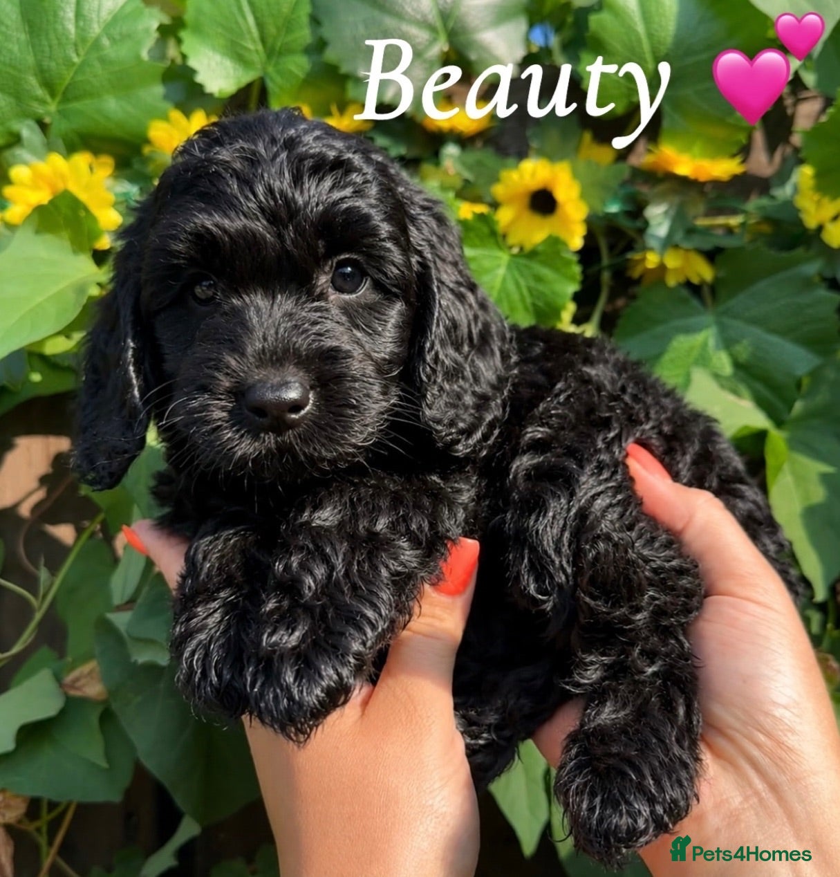 Cockapoo dogs 3 remaining, ready to leave!🐶🤎 - Advert 1