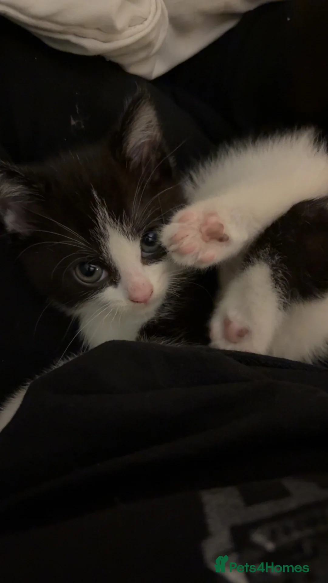 British Shorthair cats for sale: gorgeous tortoiseshell and kitten available  in Telford - Advert 2