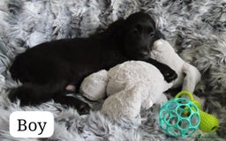 Cocker Spaniel dogs for sale: 🏆BEAUTIFUL COLOURS 🏆 SHOW TYPE COCKER SPANIELS - Image 19