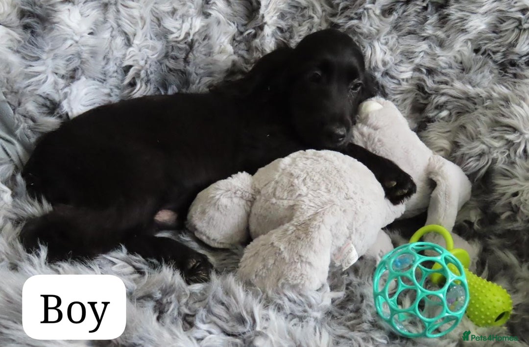 Cocker Spaniel dogs for sale: 🏆BEAUTIFUL COLOURS 🏆 SHOW TYPE COCKER SPANIELS - Image 19