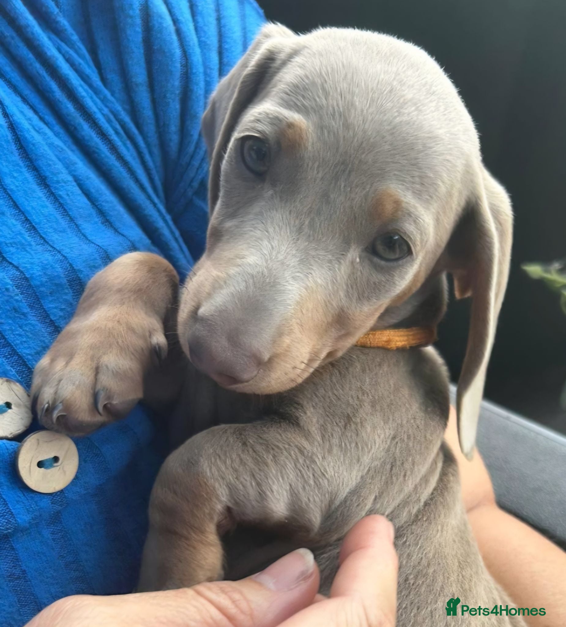 Dachshund dogs ♥️LAST 1! ♥️Adorable #daschound isabella 🐾 - Advert 2