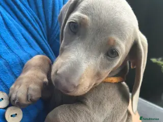 Dachshund dogs ♥️LAST 1! ♥️Adorable #daschound isabella 🐾 - Advert 2