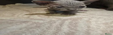 Sphynx 3