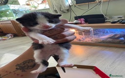 Mixed Breed cats for sale: Mix litter of 6  - Image 12