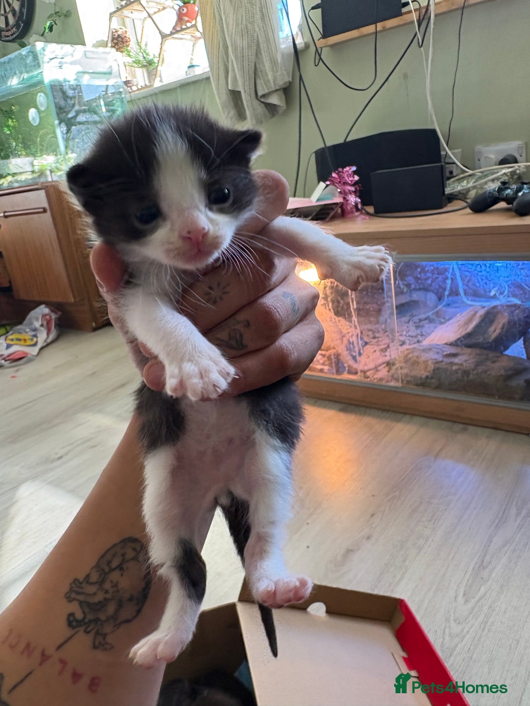 Mixed Breed cats for sale: Mix litter of 6  - Image 12
