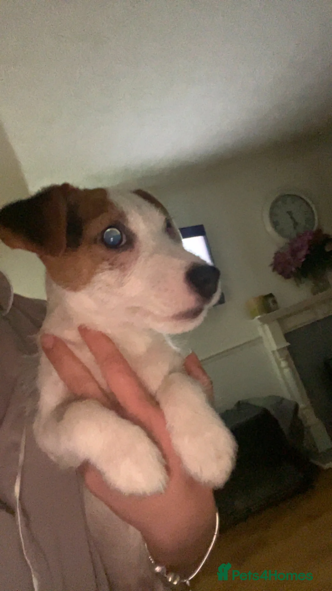 Jack Russell dogs for sale: jack russell puppys  - Advert 6