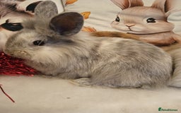 Mixed Breed rabbits for sale: Baby rabbits  - Advert 5