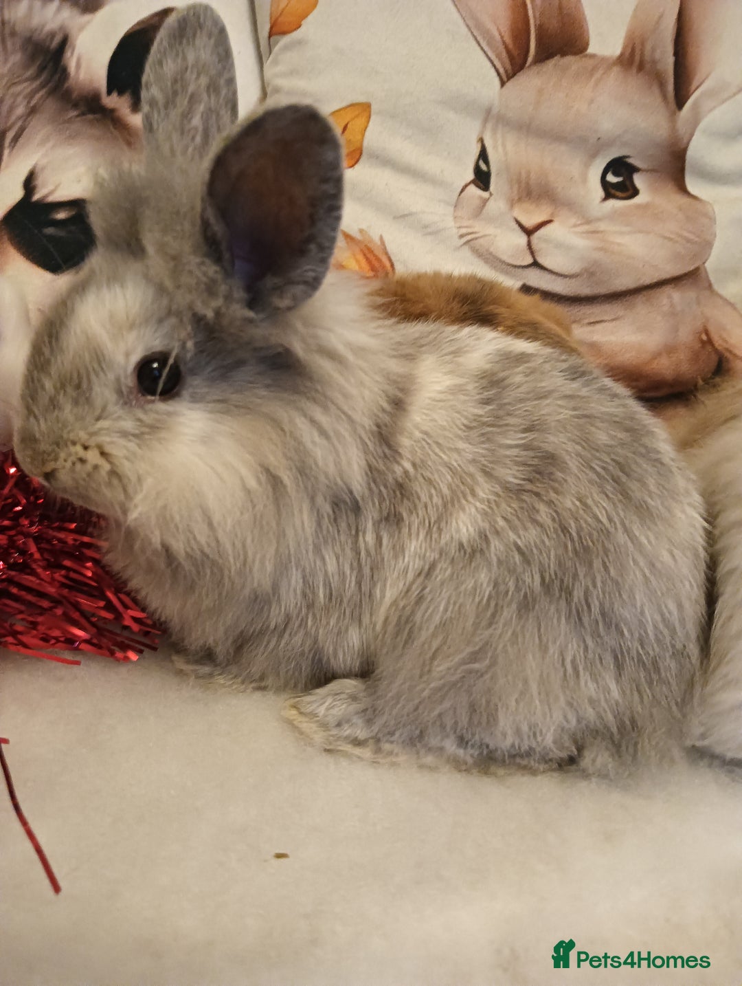 Mixed Breed rabbits for sale: Baby rabbits  - Advert 5