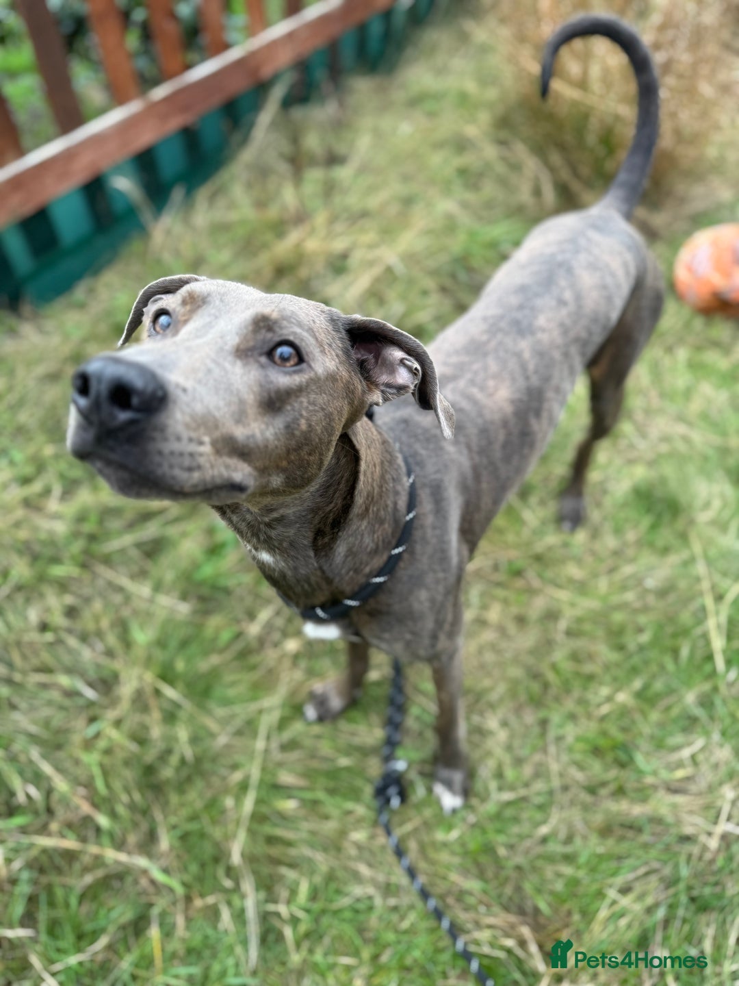 Mixed Breed dogs for sale: American bully x puppies - Advert 2