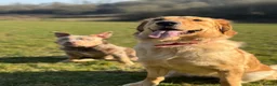 Golden Retriever dogs for sale: Golden Retriever Looking for a Loving Home 🐾 - Advert 3