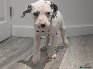 Dalmatian dogs Dalmatians for Sale (Last Good Boy) - Advert 4
