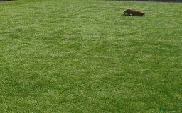 Pomeranian dogs for sale: Pomeranian fox boy dew to home falling through  in Worksop - Image 20