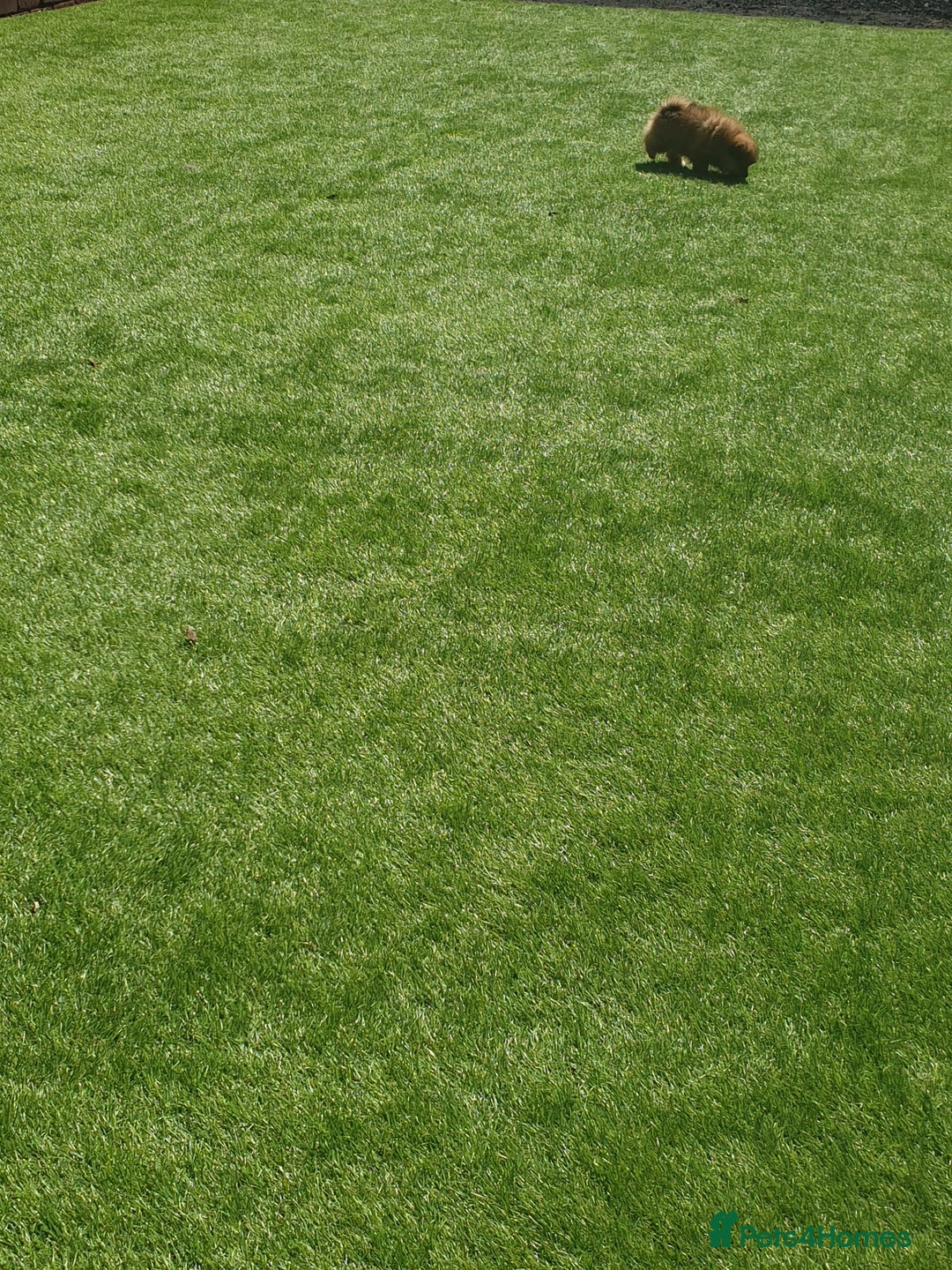 Pomeranian dogs for sale: Pomeranian fox boy dew to home falling through  in Worksop - Image 20