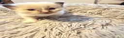 Ragdoll cats for sale: *** Beautiful Pure Ragdoll Kittens *** in Walsall - Advert 5