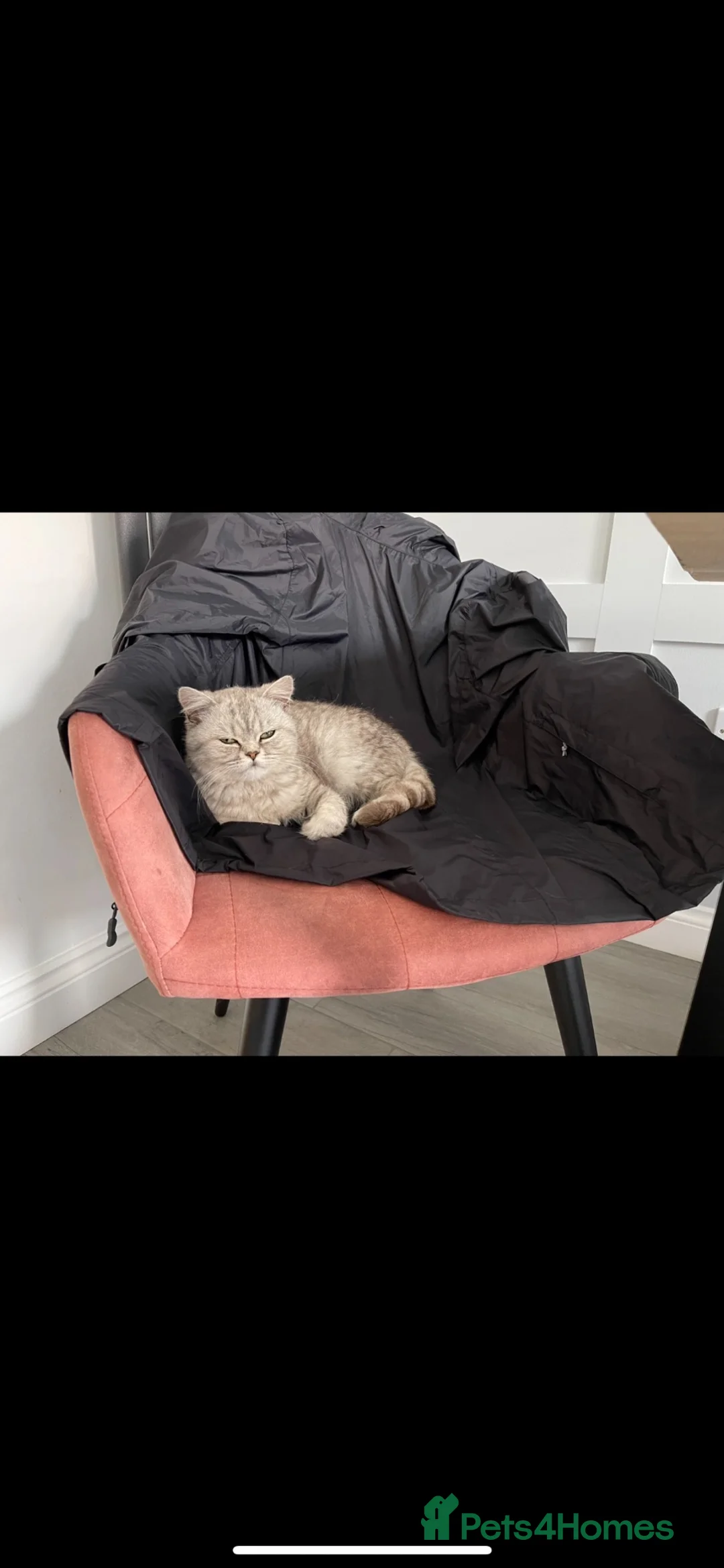 Mixed Breed cats for sale: Half Persian kittens available  - Advert 1