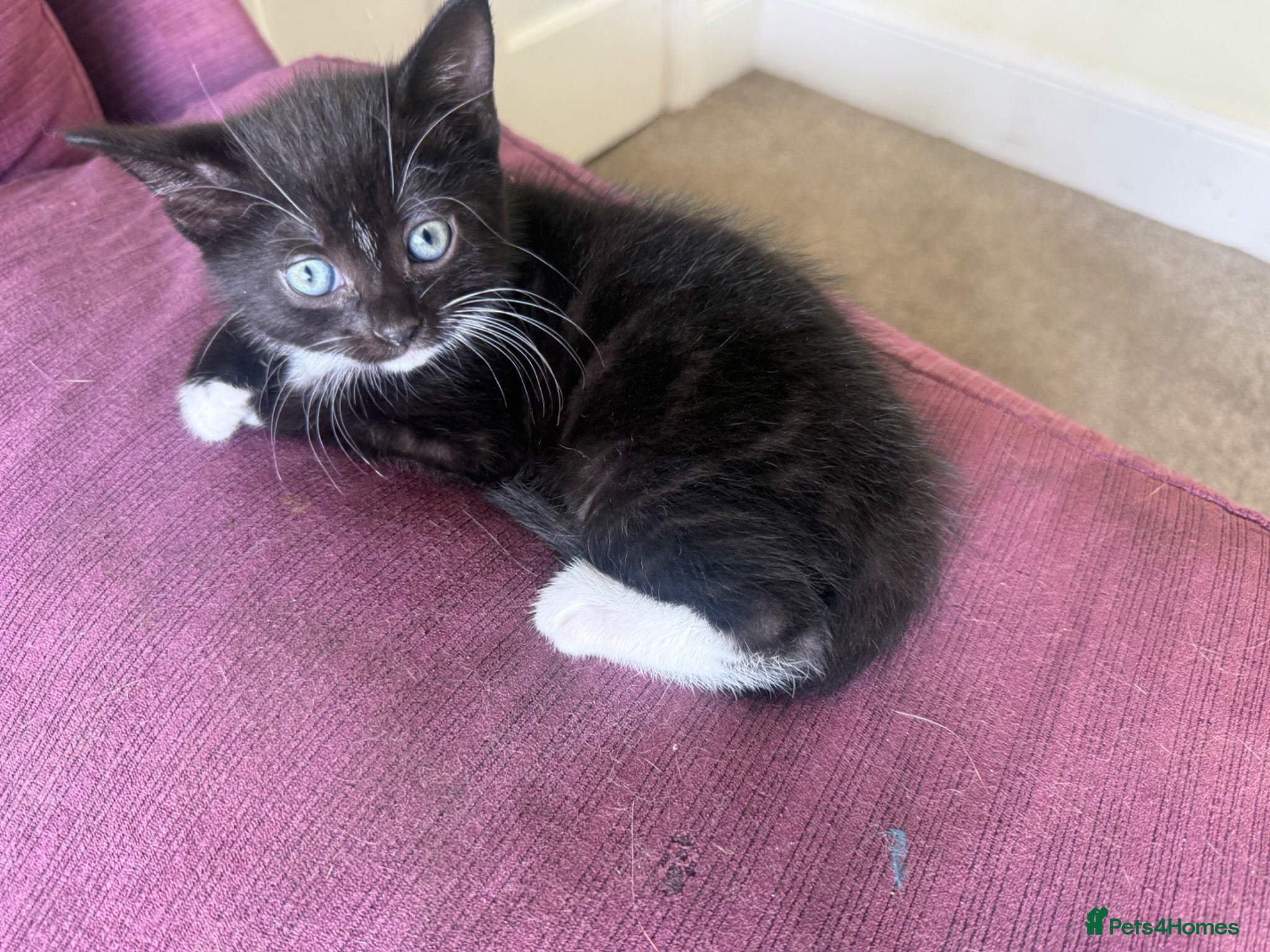 Mixed Breed cats Beautiful tabby and black kittens-  £150 ready now - Advert 16